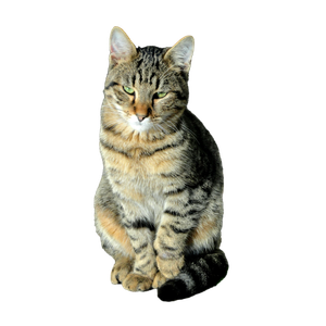 A Close Up Portrait Of A Tabby Cat Basking In Sunlight, Captured In İStanbul. 19650 - Cat PNG image with transparent background